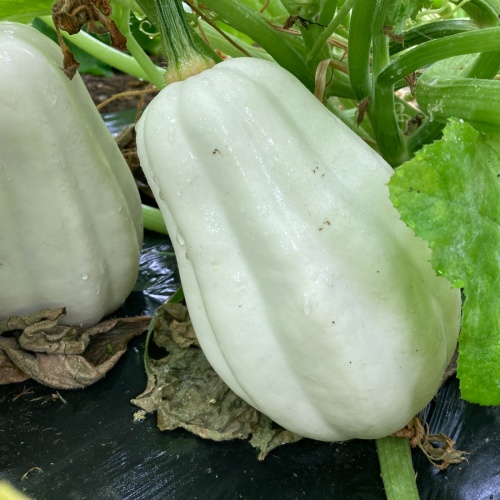 Winter Squash Mashed Potato